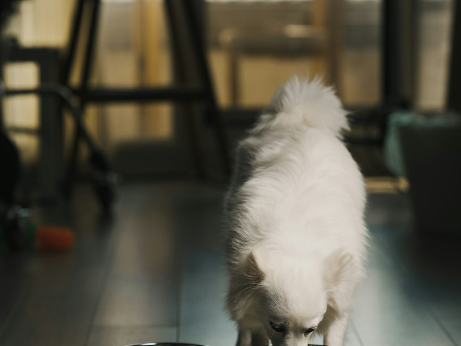 Choosing the right food for every life stage